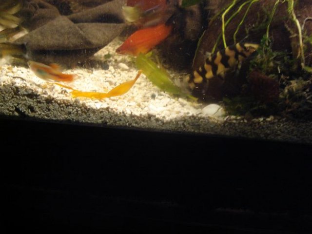 loach1.jpg