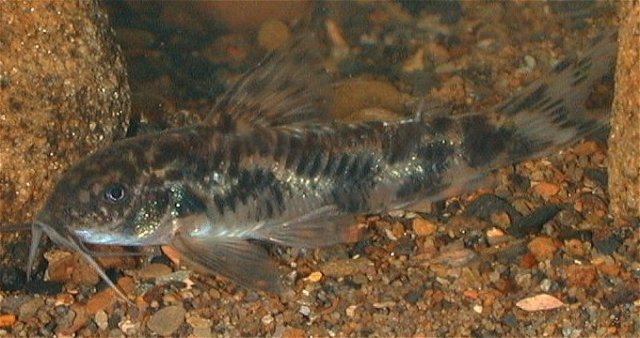 fwcatfishc1233935478.jpg