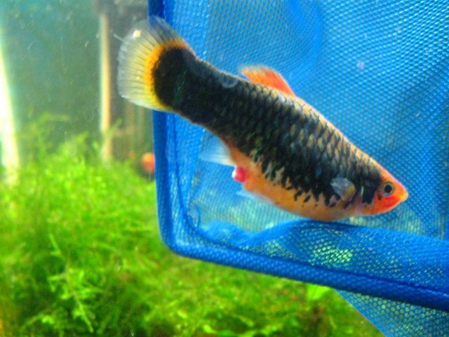 fish tank 2-4-09 023.jpg
