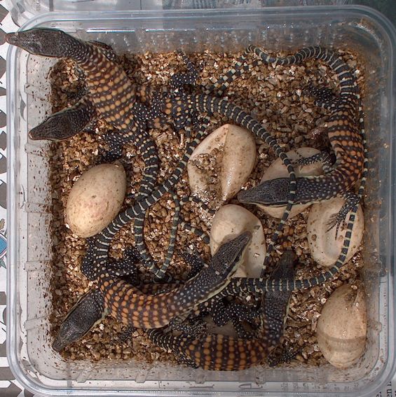 glauerti_gross.jpg glauerti_gross.jpg