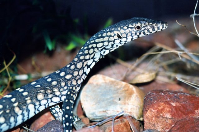 Perentie.jpg Perentie.jpg