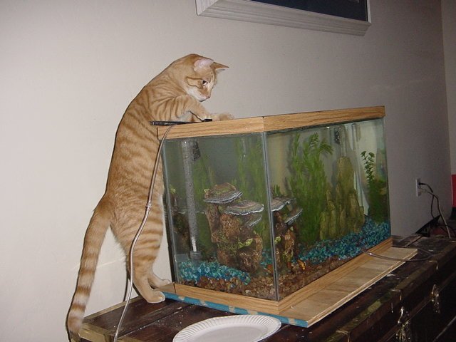 cat_fishing.jpg