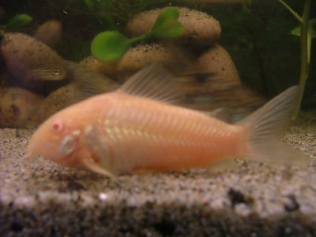 DSCF0385.JPG