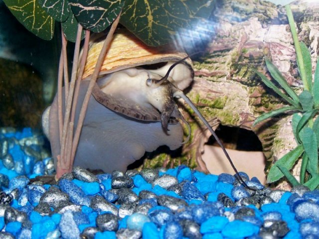Snail1.jpg