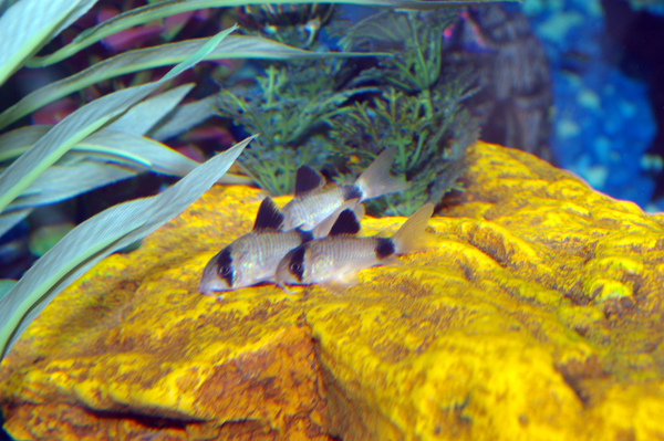 Itty Bitty Cory Kitty Committee.jpg