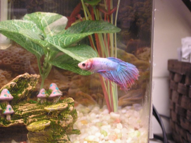 Spumoni betta 002.jpg