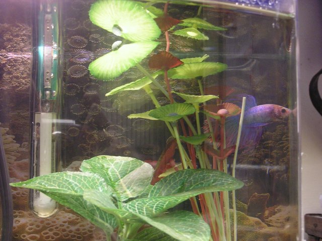 Spumoni betta 001.jpg