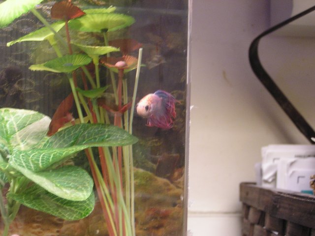 Spumoni betta 003.jpg