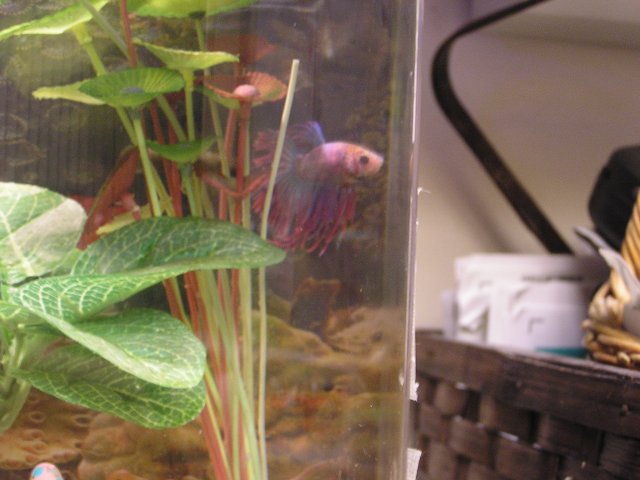 Spumoni betta 004.jpg