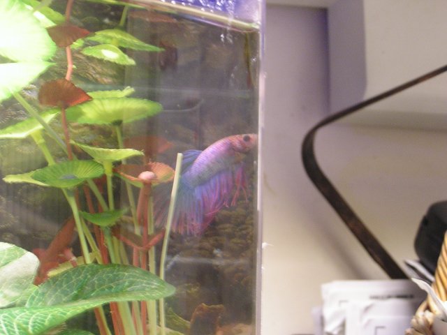 Spumoni betta 005.jpg