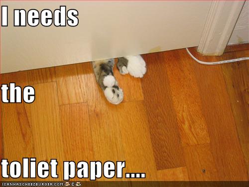 funny-pictures-cat-needs-toilet-paper.jpg funny-pictures-cat-needs-toilet-paper.jpg