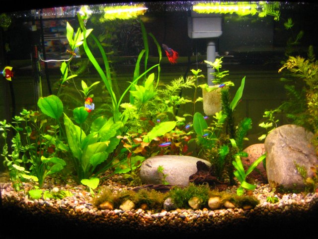 20090207_042.JPG 20090207_042.JPG