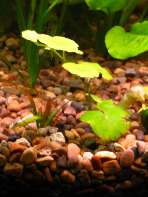 20090207_044.JPG 20090207_044.JPG