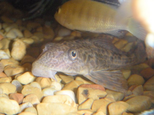 DSCN0886.JPG