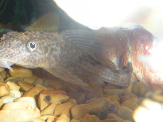 DSCN0888.JPG