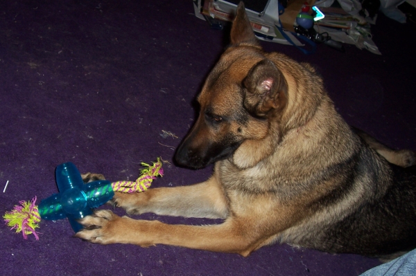 Bella.jpg