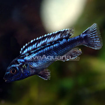 p-89734-cichlid.jpg