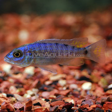 p-89736-Electric-Blue-Cichl.jpg