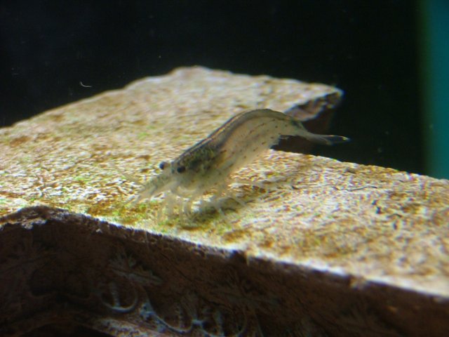 DSCF0547.JPG