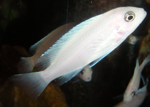 DSCN0947.JPG DSCN0947.JPG