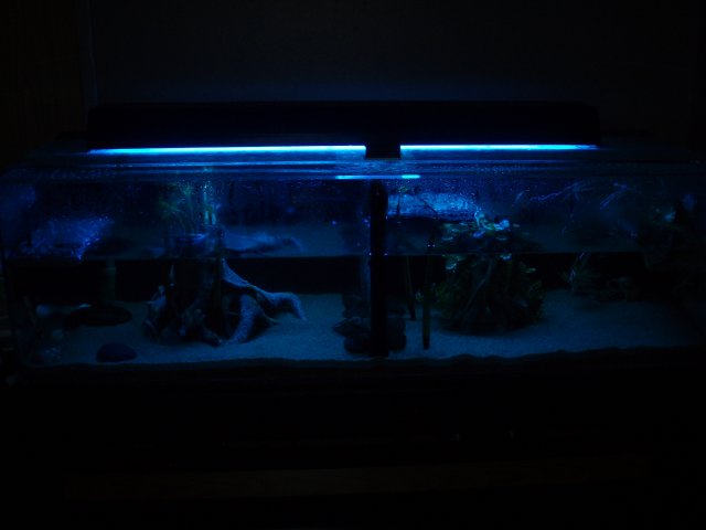 Full Tank - Night.JPG