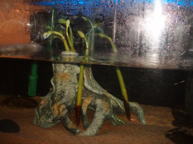 Tank - Left Side.JPG