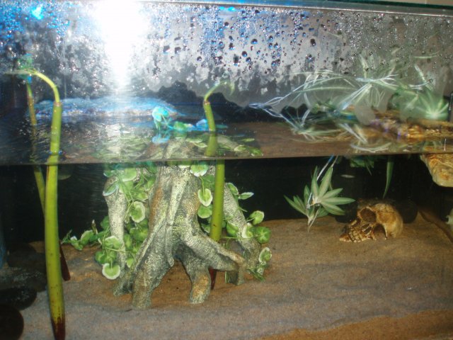 Tank - Right Side.JPG