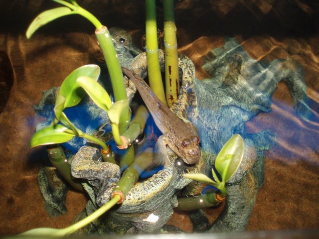 Spike and Mangroves.JPG
