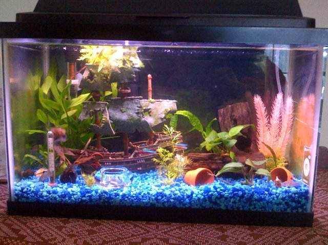 10g Full Tank Feb09.jpg