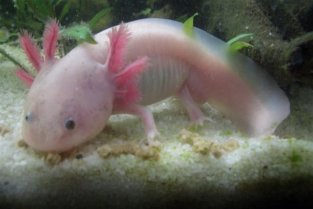 Free Axolotl Need Homes Pu In Ny Only Aquariacentral Com