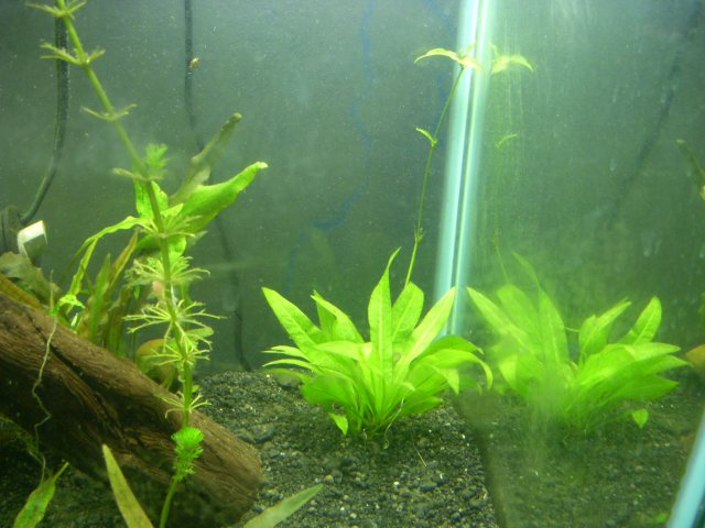 DSCN0996.JPG DSCN0996.JPG