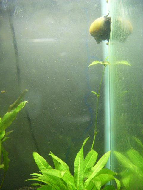 DSCN1006.JPG DSCN1006.JPG