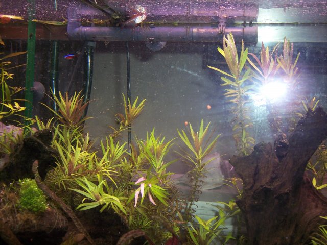 100_1732.JPG