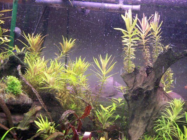 100_1733.JPG