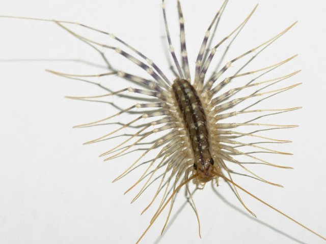 HouseCentipede.jpg