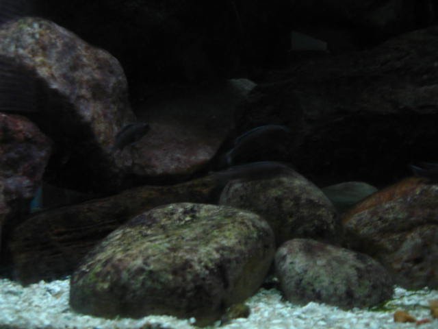 Picture 236.jpg