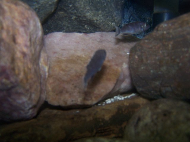 fishy 009.jpg