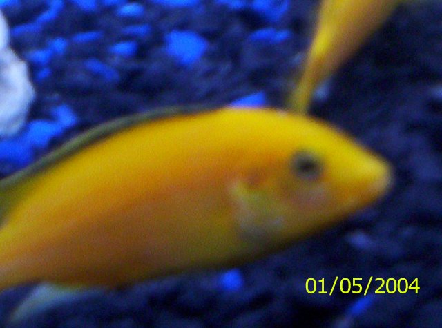 New Cichlids 009.JPG