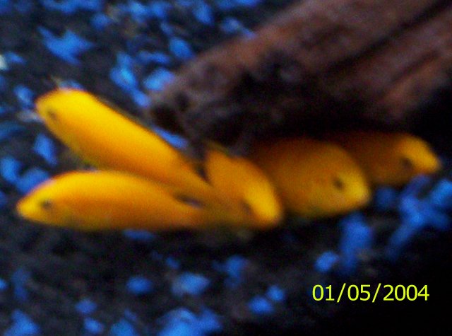 New Cichlids 010.JPG