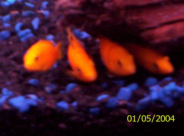 New Cichlids 012.JPG