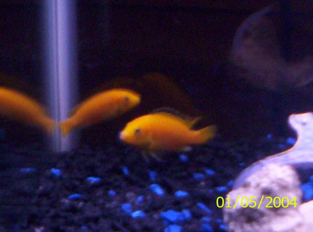 New Cichlids 015.JPG New Cichlids 015.JPG