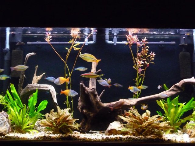 P1000721 (Large).JPG