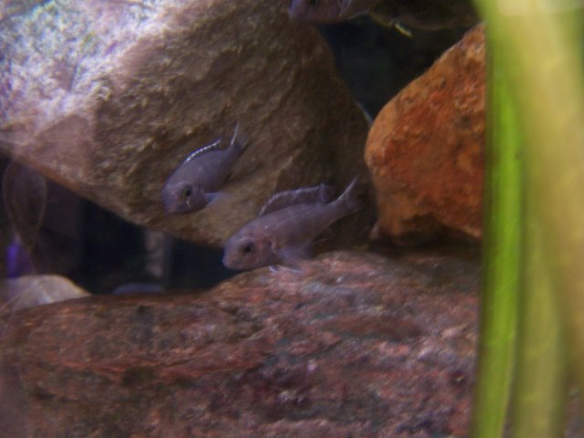 fishy2 004.jpg