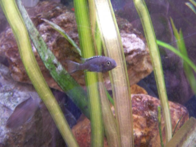 fishy2 005.jpg