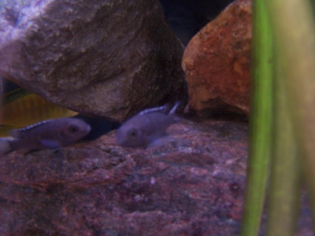 fishy2 007.jpg