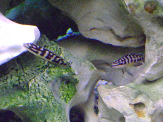 DSC08407.JPG