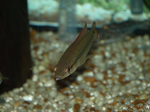 Venz pike 001.jpg