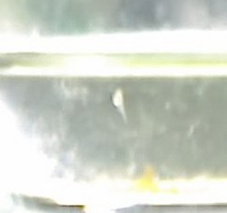 day4fry2.jpg