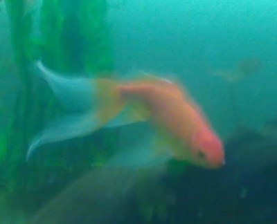 sprocket6.jpg