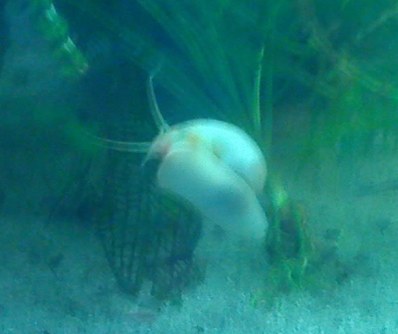 snail1.jpg